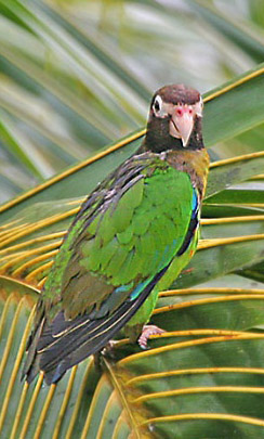 Pionopsitta haematotis 